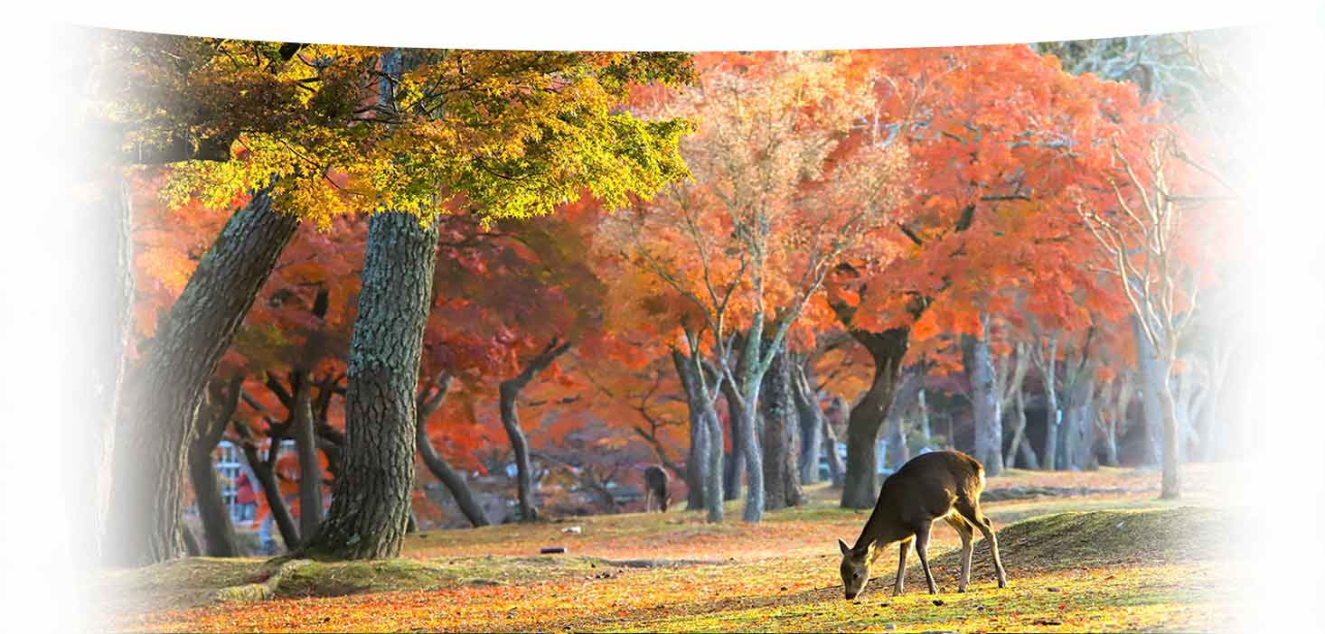 島本クリニックの秋イメージ