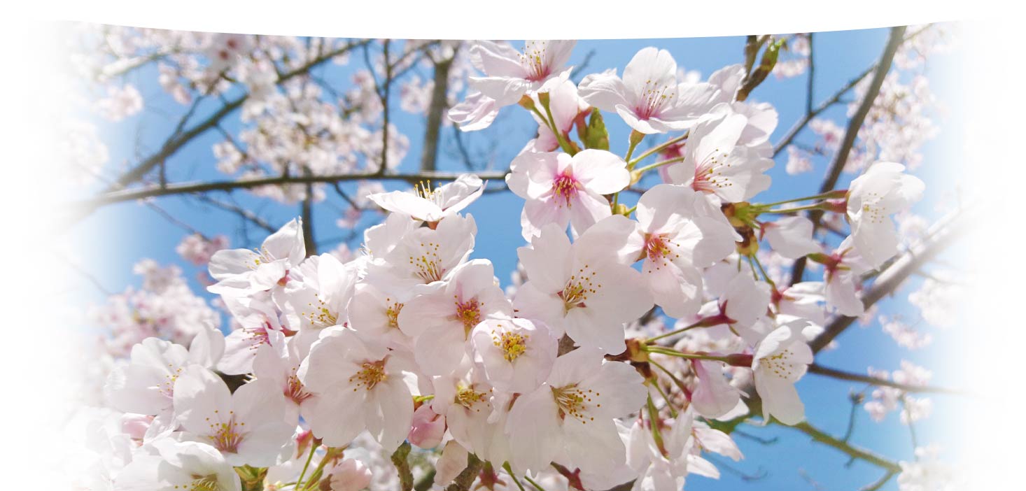 島本クリニックの春イメージ